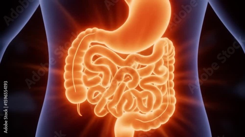 Visualizing Human Digestion System Anatomy 3D Render