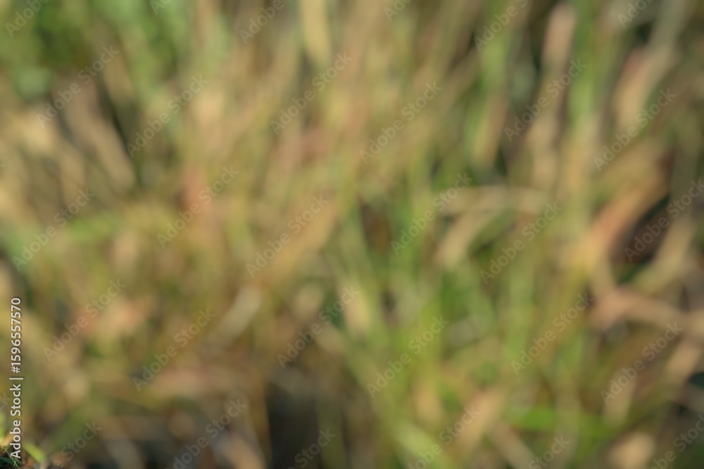 Obraz premium Abstract impressionistic background of blurry green and brown tones creates a soothing organic