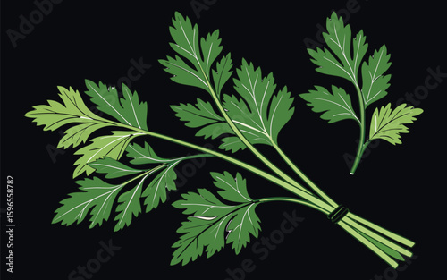Fresh green parsley leaves and sprigs in detailed close up illustration showcasing vibrant herb bunches and natural textures