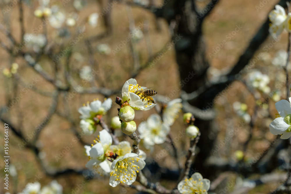 Obraz premium 満開の梅の花と蜜を集める蜂の春の光景