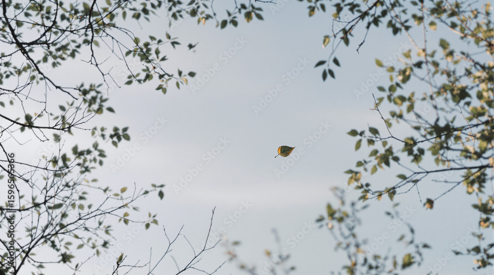 Obraz premium Falling Leaf, Blue Sky, Tree Branches