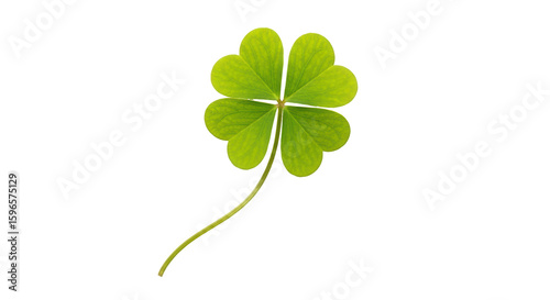 Foto Isolated Four Leaf Clover