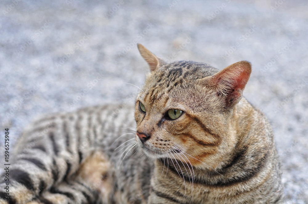 Fototapeta premium close up of a cat lying on the road