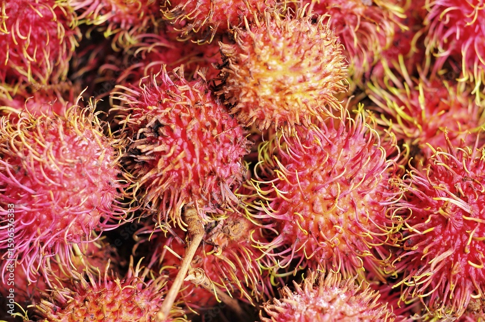 tropical fruit rambutan tropical fruit rambutan