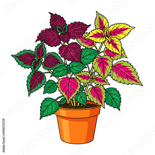 Vibrant coleus plants in a terracotta pot, showcasing diverse leaf colors and patterns.