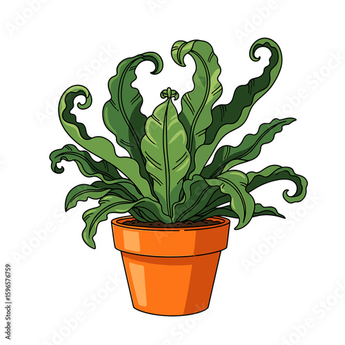 Illustration of a vibrant green bird's nest fern planted in an orange pot.