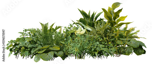 Fotografie 3D render of a garden with tropical plants and green leaves on a transparent bac