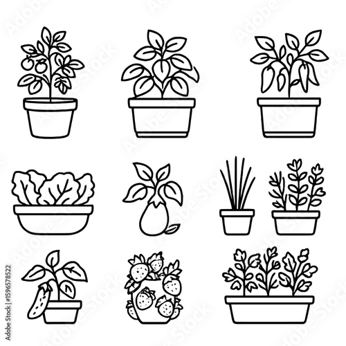 Line Style Edible Plants. Line style icons of edible container plants: cherry tomato in pot, basil planter, lettuce bowl, pepper