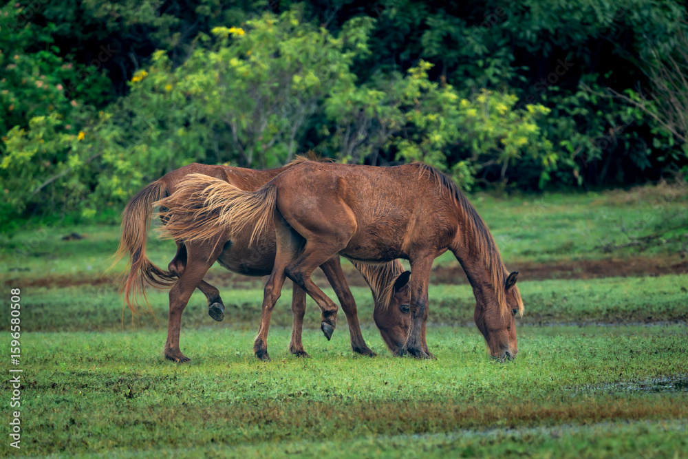 feral horses in the wild at point calimere wildlife sanctuary feral horses in the wild at point calimere wildlife sanctuary