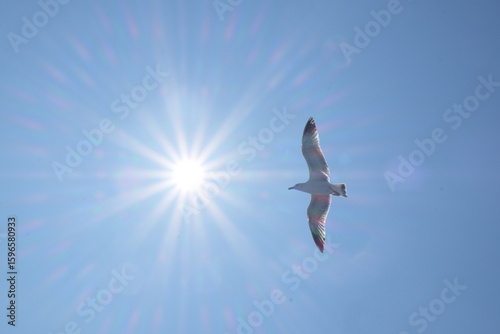Mouette bateau Ischia 1