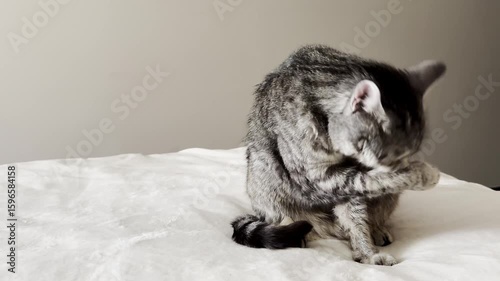 Domestic cat grooming itself on soft blanket in cozy indoor environment with warm lighting