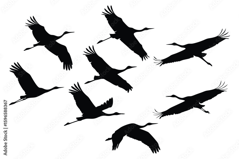 Obraz premium Silhouette of a Flock of Cranes Gracefully Soaring Through the Air an Elegant Display of Avian Freedom and Natural Harmony