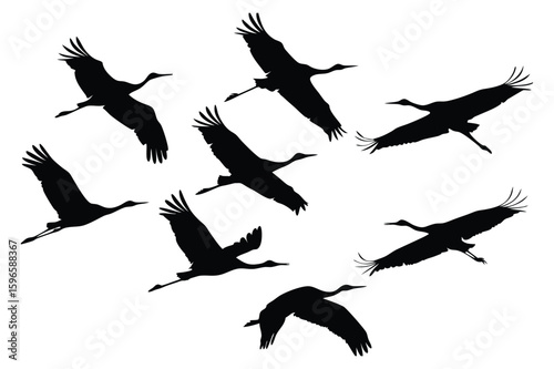 Silhouette of a Flock of Cranes Gracefully Soaring Through the Air an Elegant Display of Avian Freedom and Natural Harmony