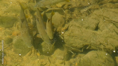 Barbus barbus, 4K video of a school of small and medium-sized fish, barbels, feeding in the current of a shallow river.