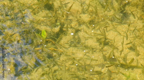 Barbus barbus, 4K video of a school of small and medium-sized fish, barbels, feeding in the current of a shallow river.