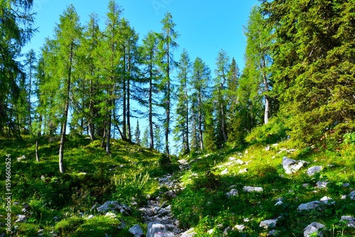 Hiking trail at an alpine meadow with larch trees in Julian alps, Gorenjska, Slovenia