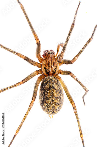Top view closeup of Tegenaria Eratigena house spider arthropod on white background