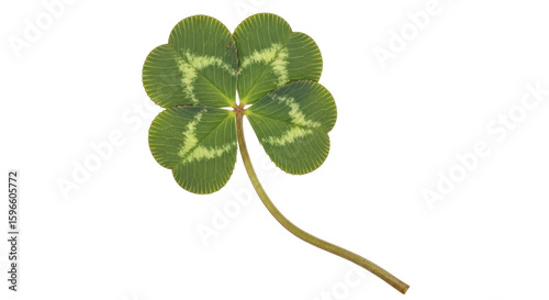 Schilderij op canvas Isolated Four Leaf Clover