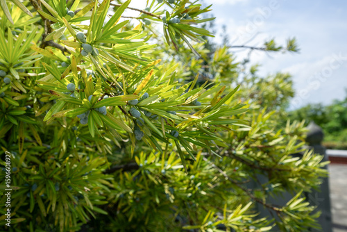 A Close-Up View of Lush Green Plants with Delicate Leaves and Berries