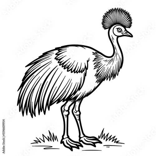 Cassowary bird outline for kids coloring – Adorable hand-drawn design