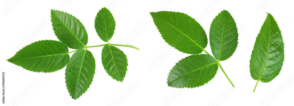 Naklejka premium rosehip green leaves isolated on white background