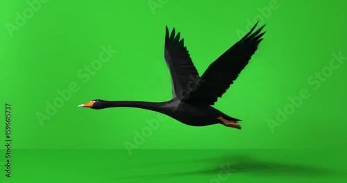 Black swan flying green screen
