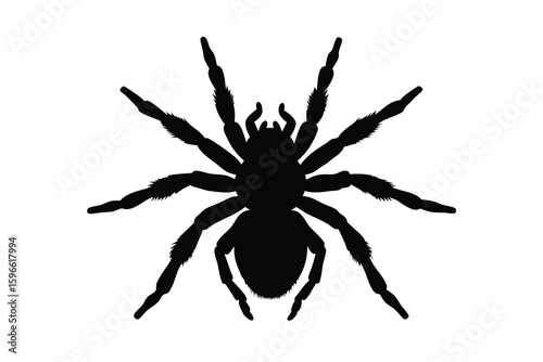Spider on a black background