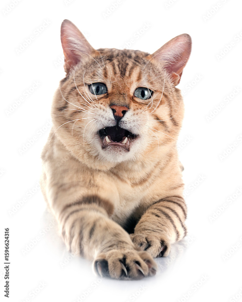 Obraz premium bengal cat in studio