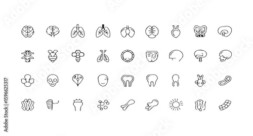 Human Organs Line Art Icons: Anatomy & Healthcare Symbol Collection