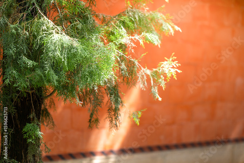 Sunlit Green Leaves Against a Red Wall
