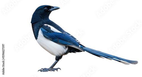 Quadro su tela Isolated Magpie