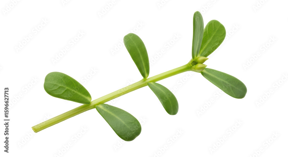 Naklejka premium Isolated Purslane Branch, Green Leafy Vegetable