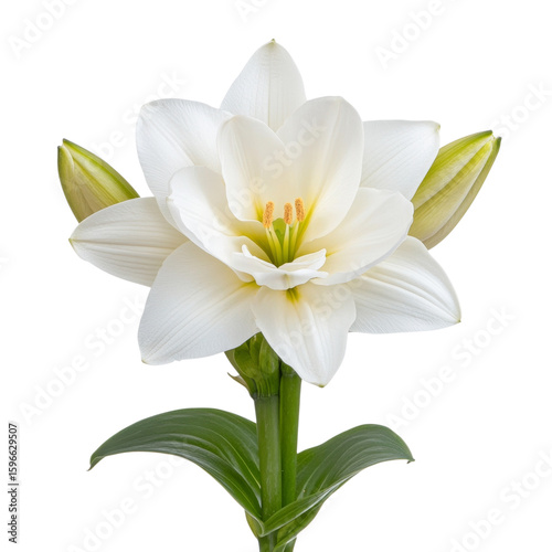 Close up of white lily with open petals, showcasing its beauty and elegance