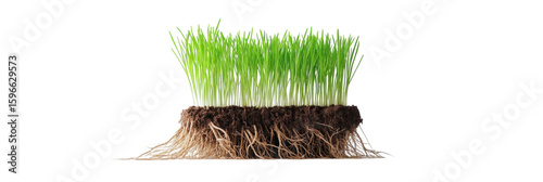 Fresh grass roots emerging from rich soil, showcasing nature beauty and growth