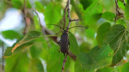 Black beetle perched on a twig among green summer leaves, in focus against a blurred forest background in natural daylight 