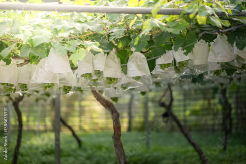 Grapes in Protective Bags within a Vineyard