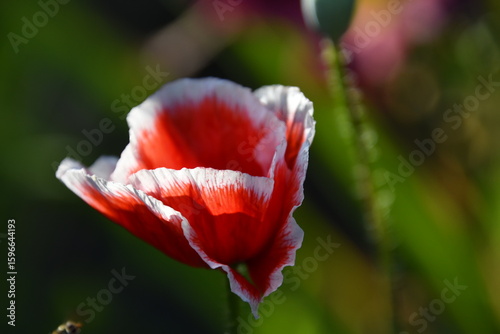 aufgehende blüte vom seidenmohn