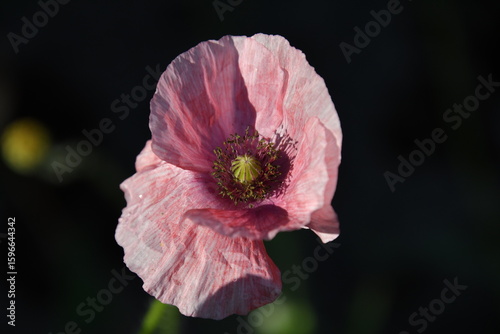 Blüte vom Seidenmohn im Sonnenlicht
