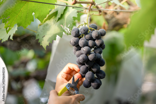 The Moment of Picking Fresh Grapes in the Vineyard