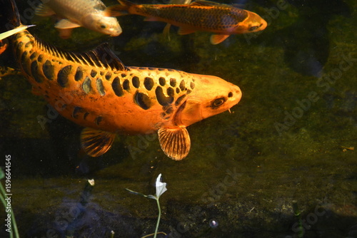 Goldener Koi, teils mit schwarzen Schuppen im Gartenteich