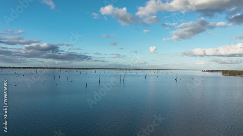 The dead trees—mostly river red gums—visible in Lake Mulwala are the remnants of a flooded forest, created when the Yarrawonga Weir was built between 1936–39. As the lake filled, many mature trees wer