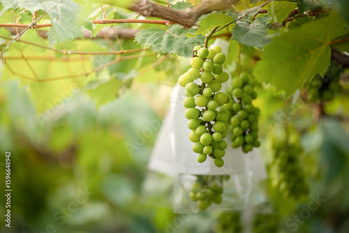 Green Grapes in the Vineyard, Protected by Plastic Bags for Optimal Growth and Quality