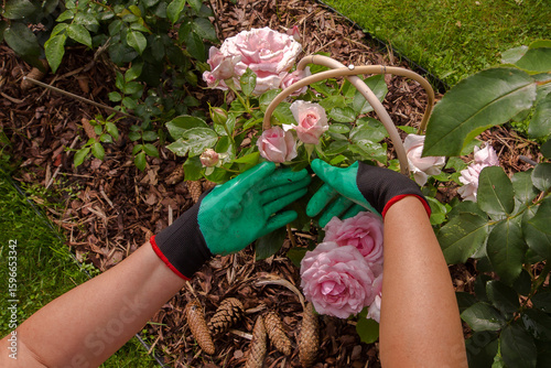 Hands in green gardening gloves install a wooden or bamboo stake to support a bush of pale pink roses growing in a flowerbed. The flowerbed is mulched with bark.