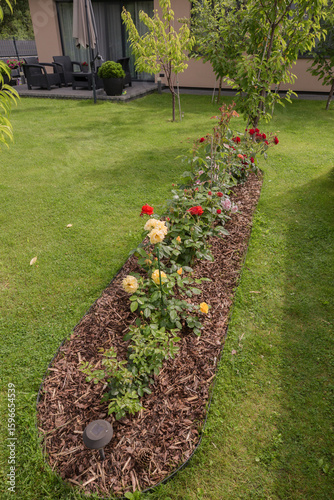Obraz na plátně A long, elongated flowerbed with blooming roses of different colors (yellow, red, pink), located on a green lawn