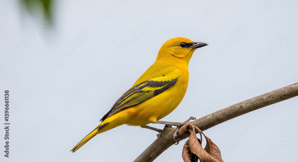 Obraz premium yellow and blue bird