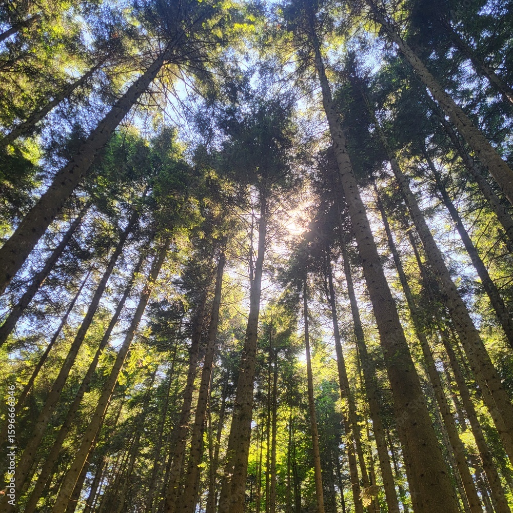 Fototapeta premium sun shining through trees
