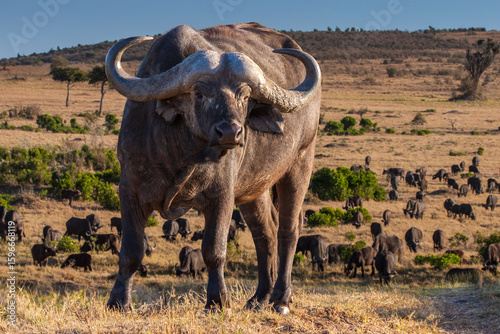 Large African buffalo stand...
