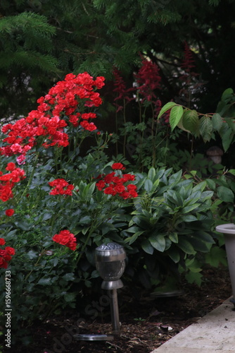 Rosen in magenta und rot