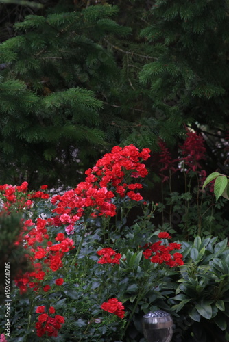 Rosen in magenta und rot