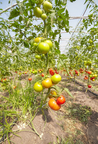 Greenhouse cultivation of organic tomatoes, selective focus.